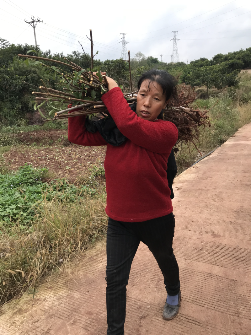 蜂蜜李