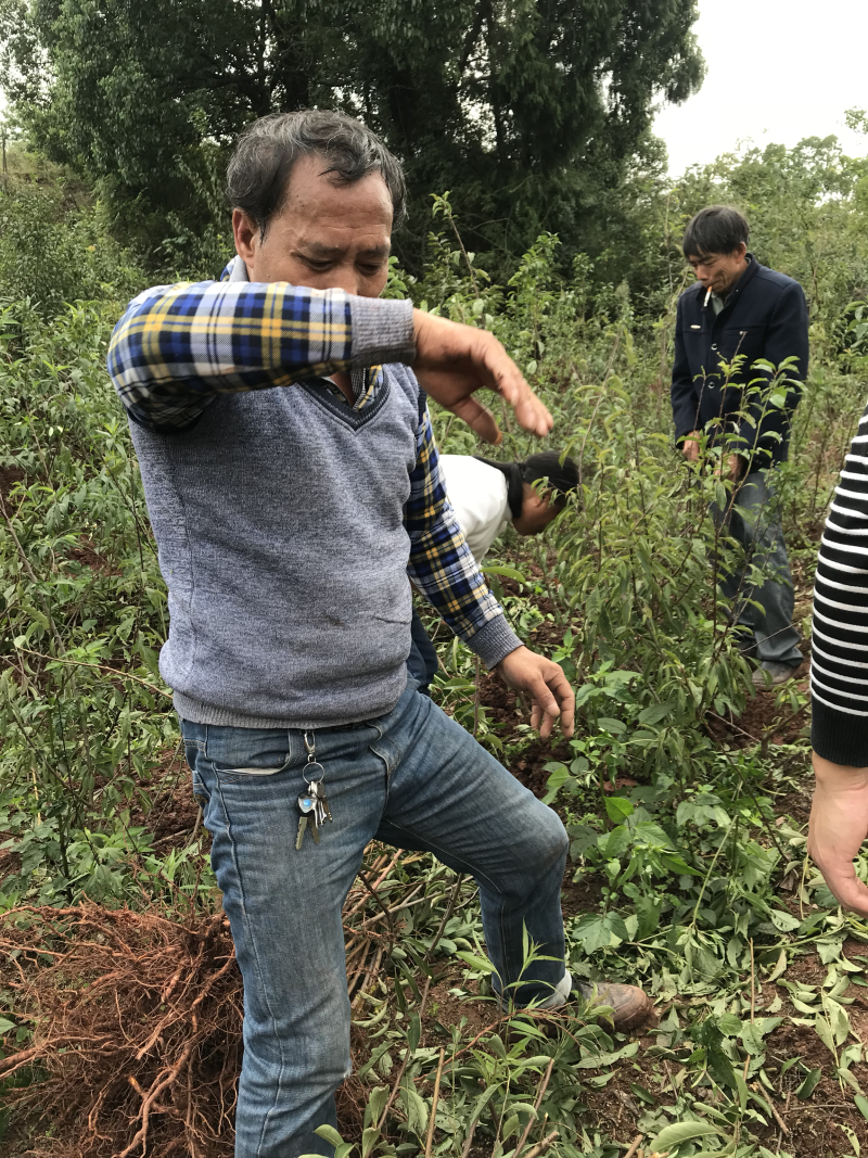 蜂蜜李