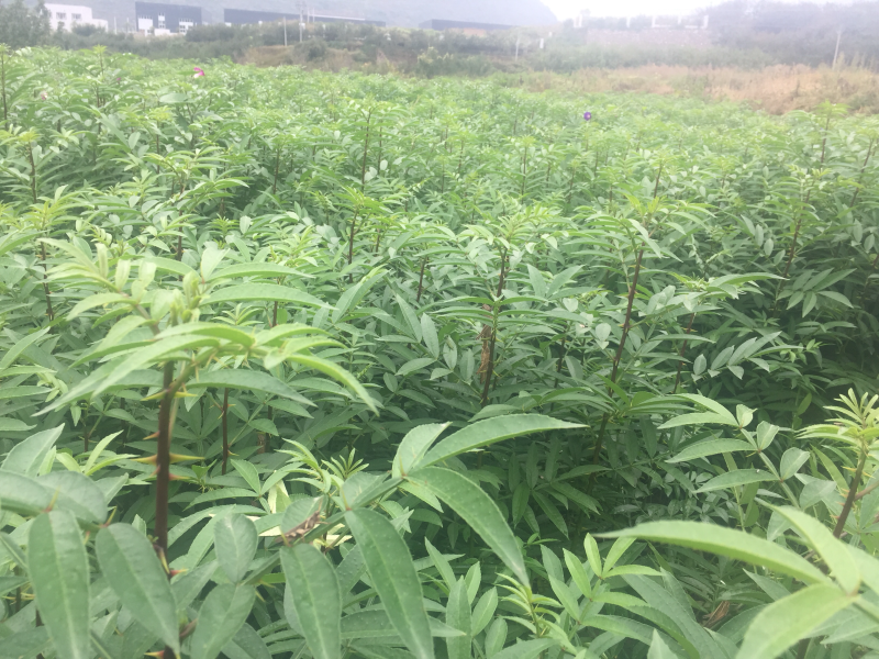 批发汉源当季九叶青花椒苗