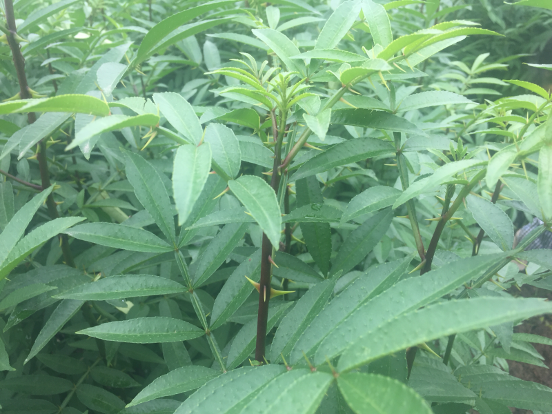 批发汉源当季九叶青花椒苗