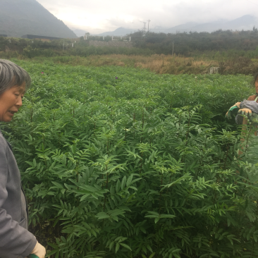 批发汉源当季九叶青花椒苗