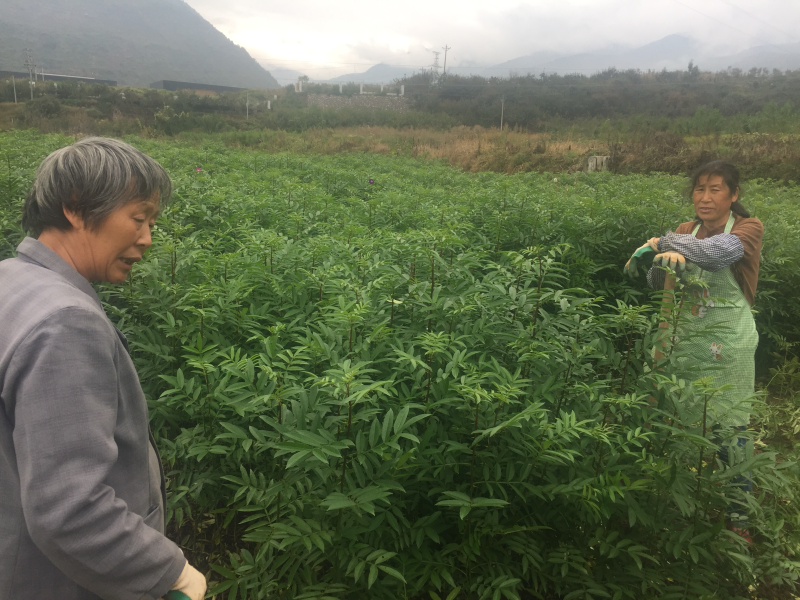 批发汉源当季九叶青花椒苗