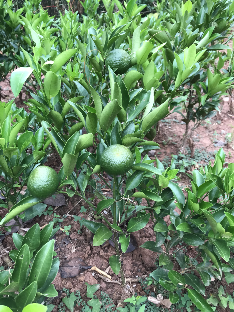 椪杆果大甜