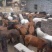 矮马100~200kg