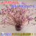 新品泡水开花真花兴安映山红干树枝杜鹃花映山红培植物干花带