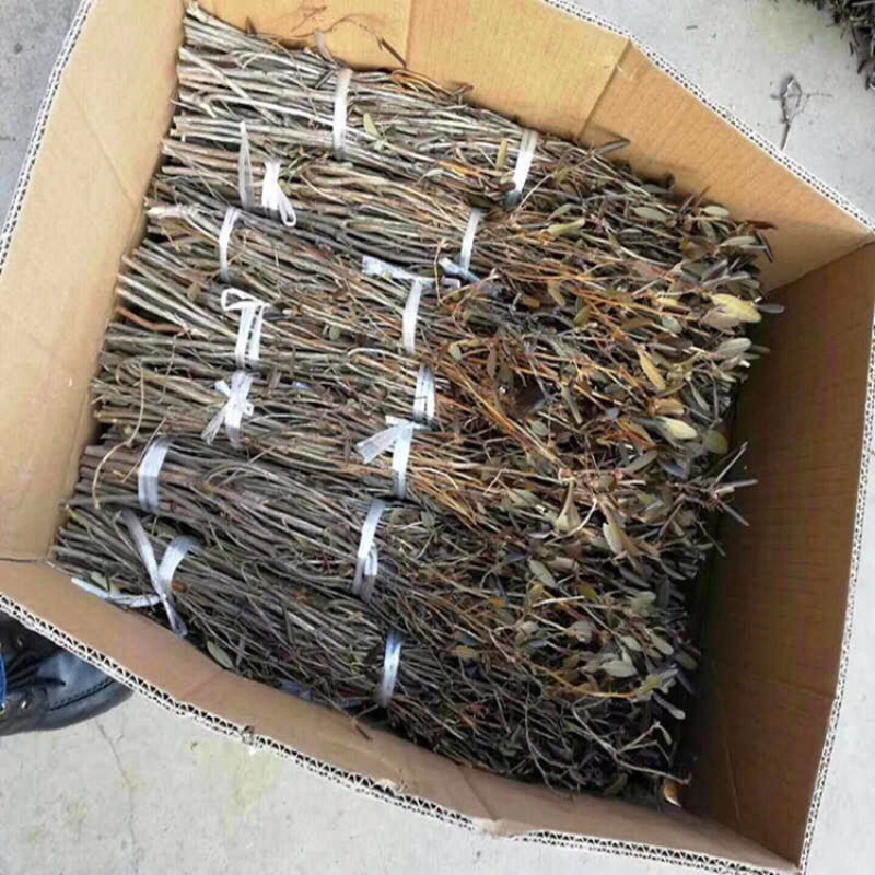 新品泡水开花真花兴安映山红干树枝杜鹃花映山红培植物干花带