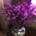 新品泡水开花真花兴安映山红干树枝杜鹃花映山红培植物干花带