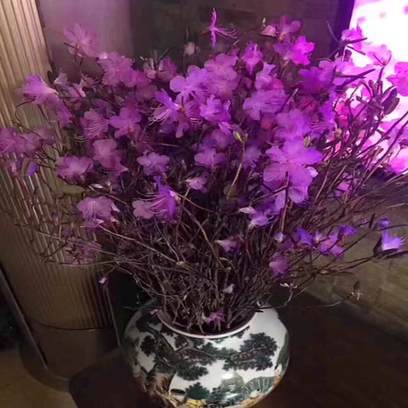 新品泡水开花真花兴安映山红干树枝杜鹃花映山红培植物干花带
