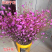 新品泡水开花真花兴安映山红干树枝杜鹃花映山红培植物干花带