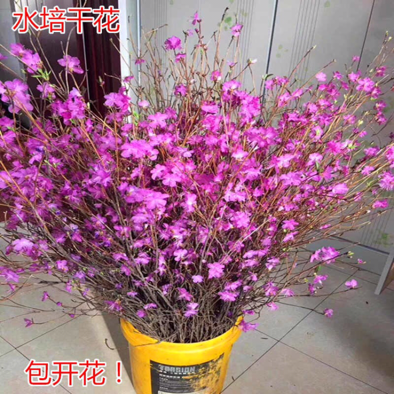 新品泡水开花真花兴安映山红干树枝杜鹃花映山红培植物干花带