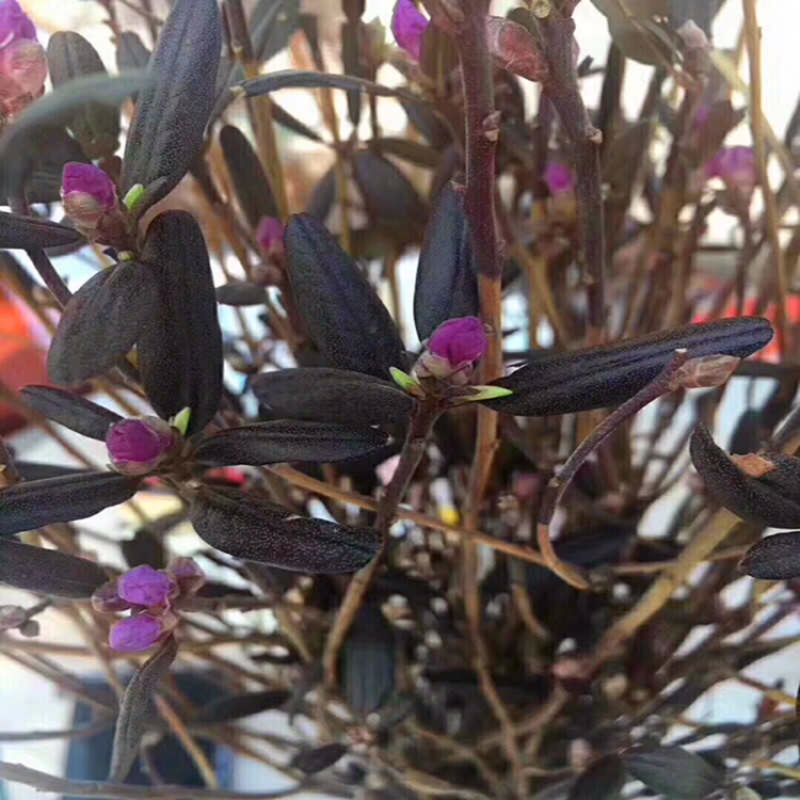 新品泡水开花真花兴安映山红干树枝杜鹃花映山红培植物干花带