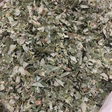 淫羊藿
