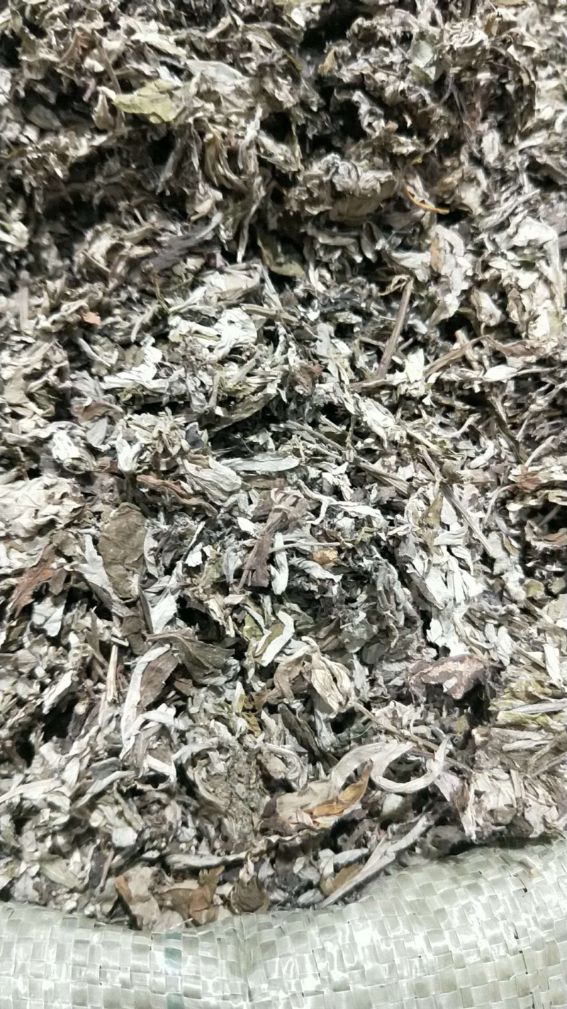 大艾叶