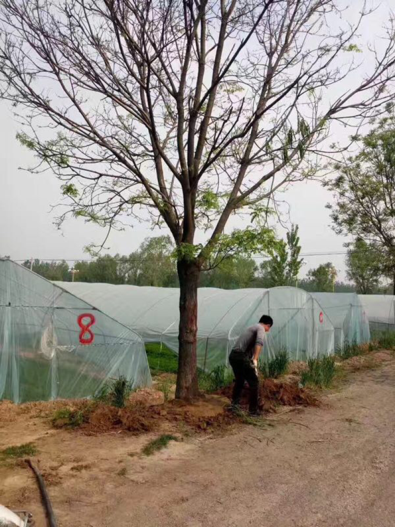 优质国槐8-40公分速生国槐各种规格货源足质量保障诚信