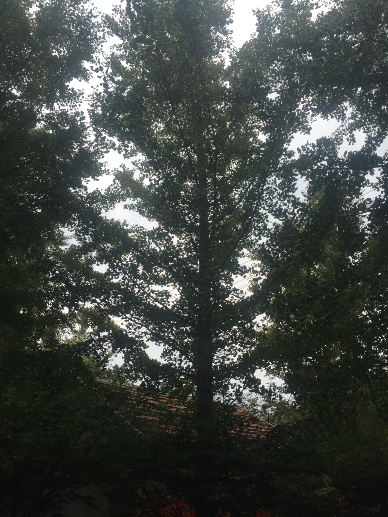 山东银杏树邳州银杏树砀山银杏树产地直供货量大包成活