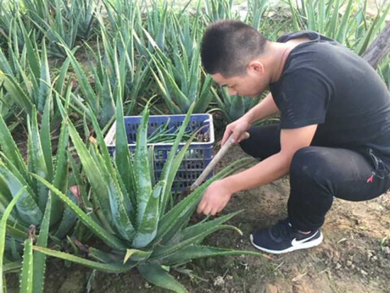 芦荟基地供应美国库拉索芦荟美容食用药用芦荟