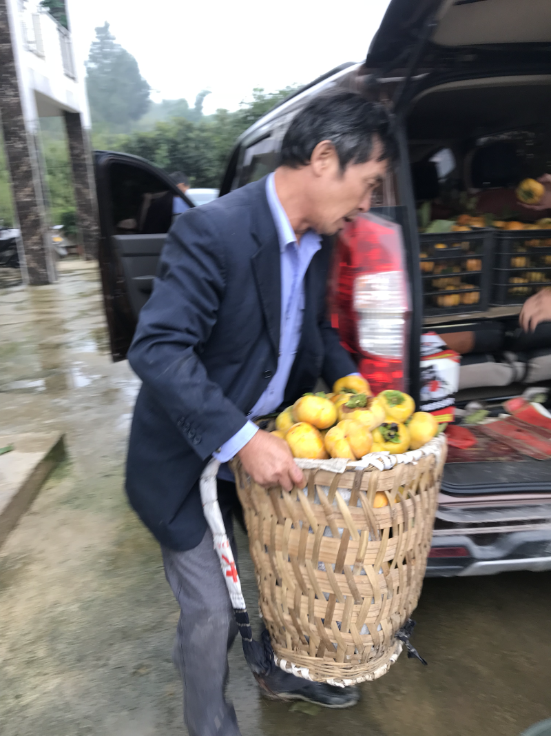 日本脆甜柿苗