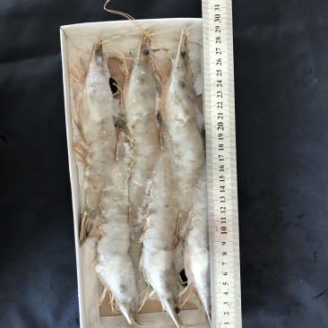 对虾6头