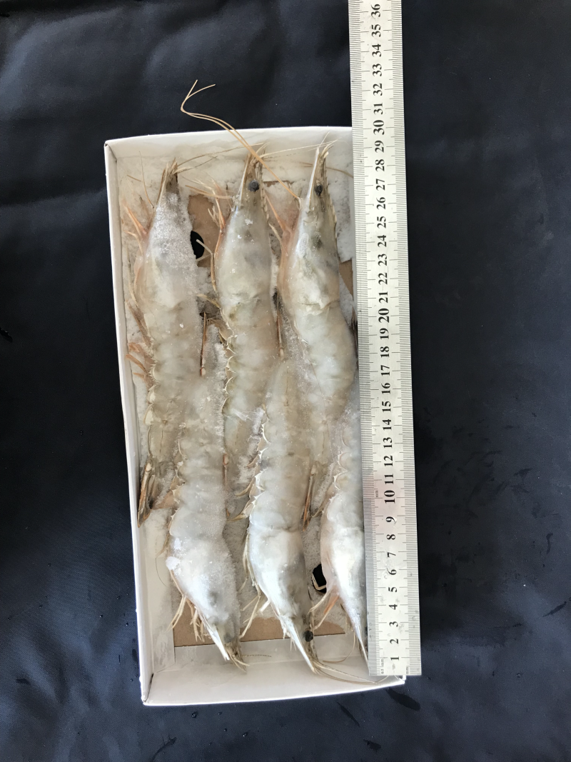 对虾6头