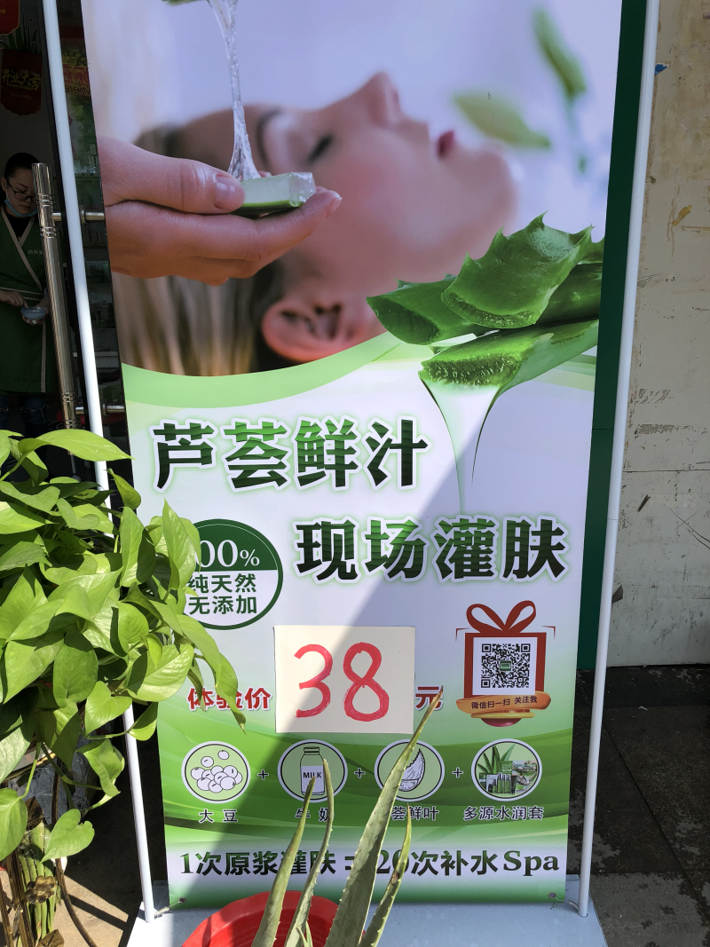 芦荟柱形20cm以上批发零售芦荟叶片芦荟基地发货