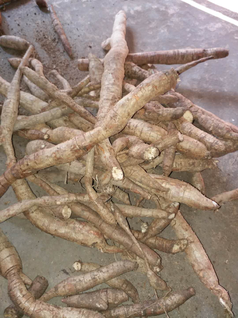 产地供应野生牛大力