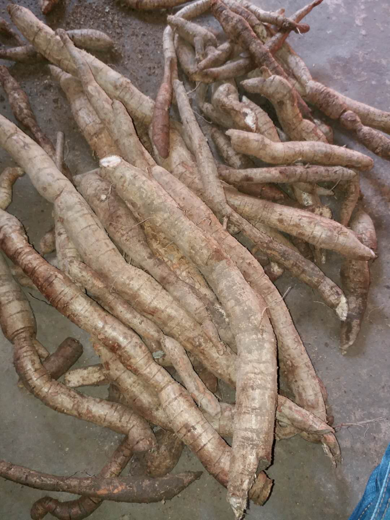 产地供应野生牛大力