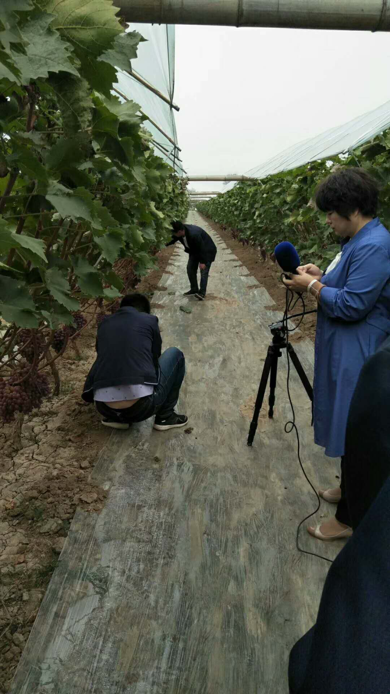 渭南精品克瑞森葡萄上市热销中
