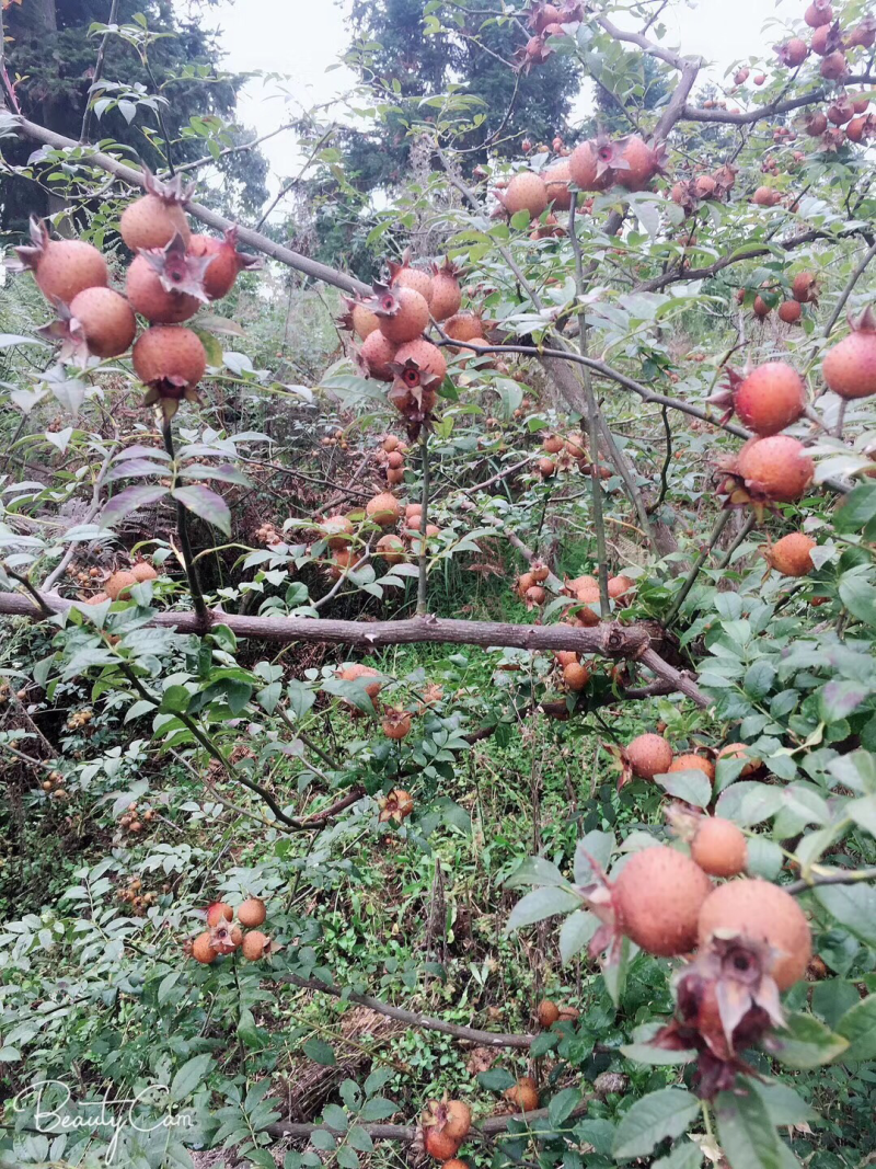 野生原生态金刺梨