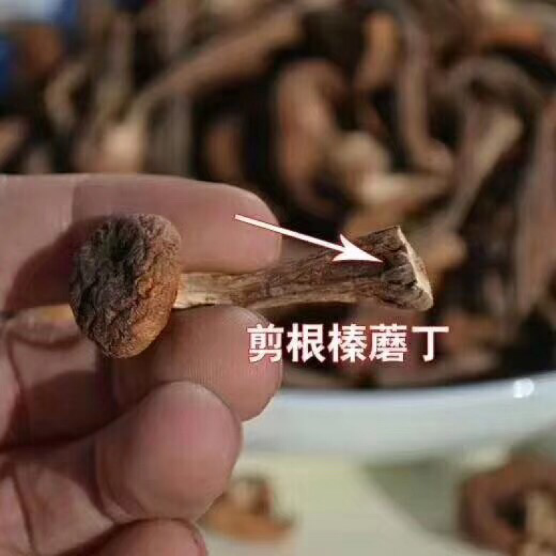 蘑菇，野生榛蘑丁