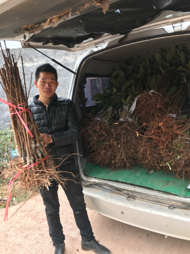 脆红李苗
