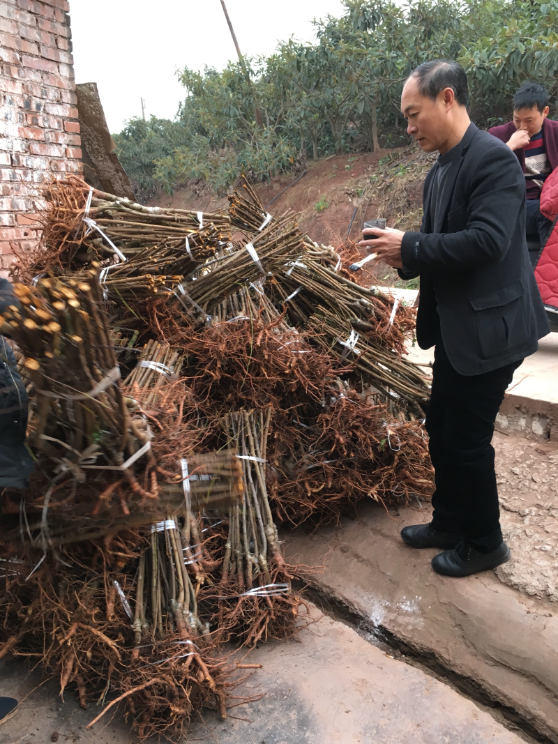脆红李苗