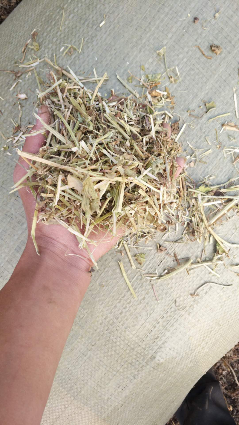 优质花生秧