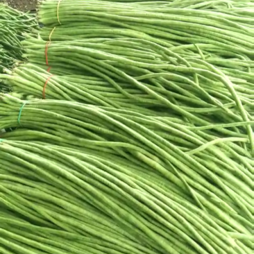 长豆大量上市