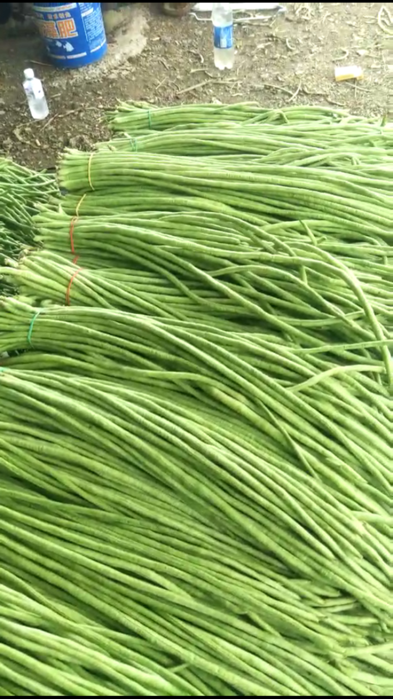 长豆大量上市