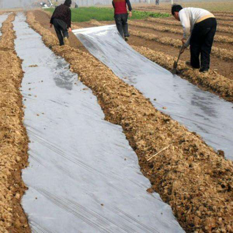 〔热销〕黑色地膜除草防草保湿保温润田塑业