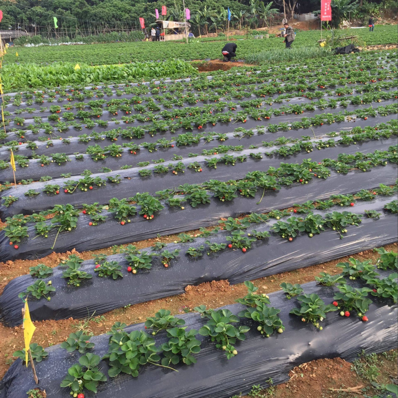 〔热销〕黑色地膜除草防草保湿保温润田塑业