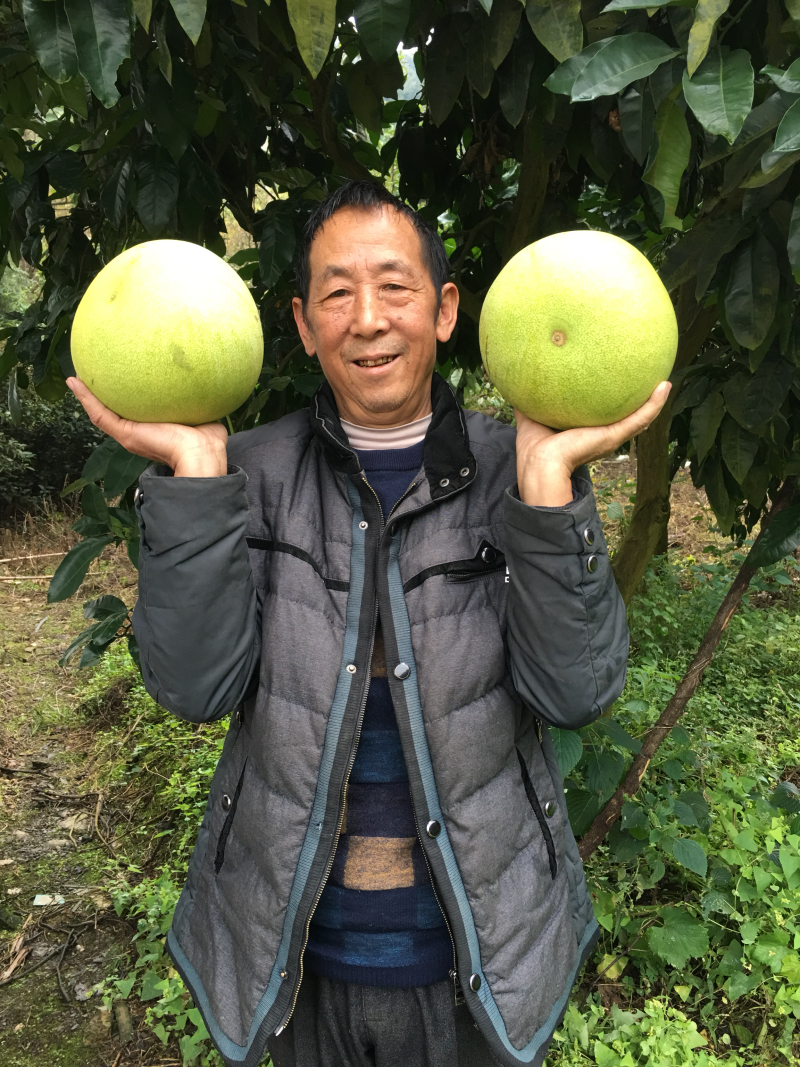 官溪蜜柚苗