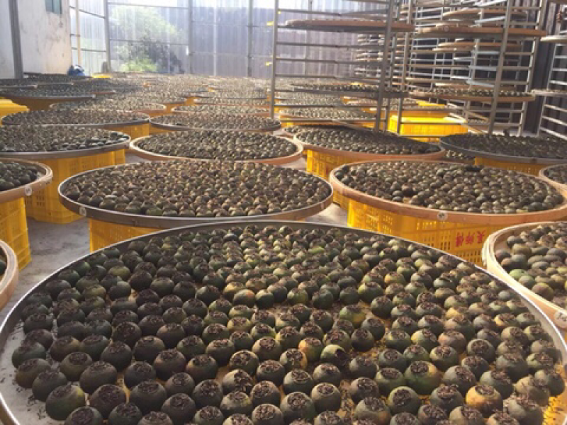 新会原产地陈皮小青柑普洱茶黑茶
