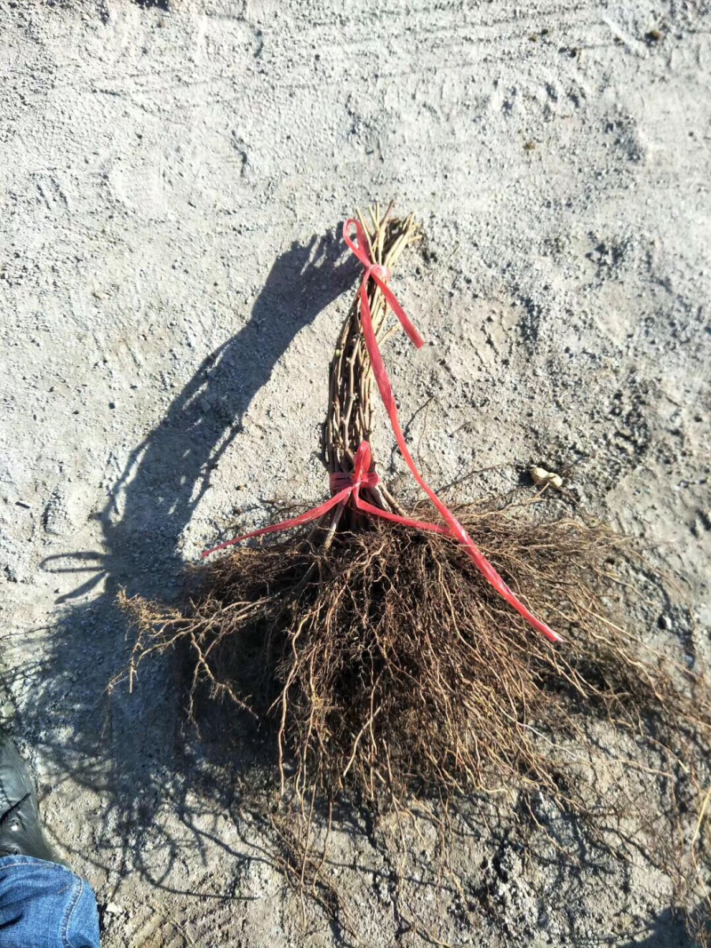 贝达葡萄苗占地大葡萄基地供应欢迎考察