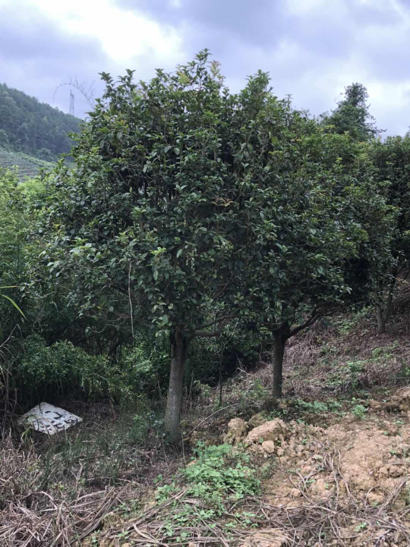 四季桂花树，树冠优美
