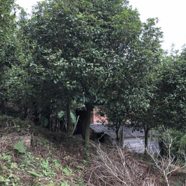 四季桂花树，树冠优美