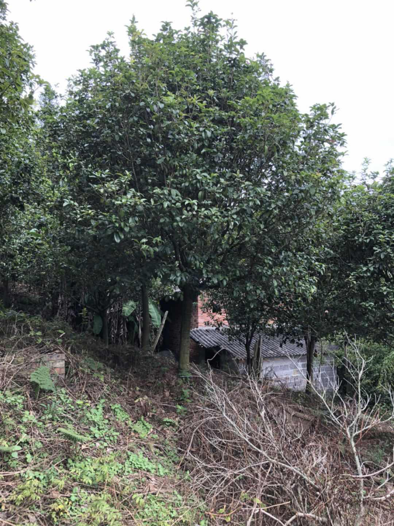 四季桂花树，树冠优美