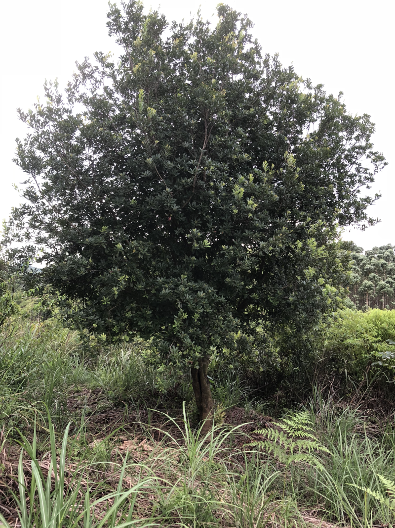 杨梅树20-30公分