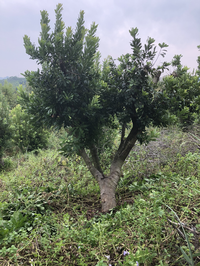 杨梅树20-30公分