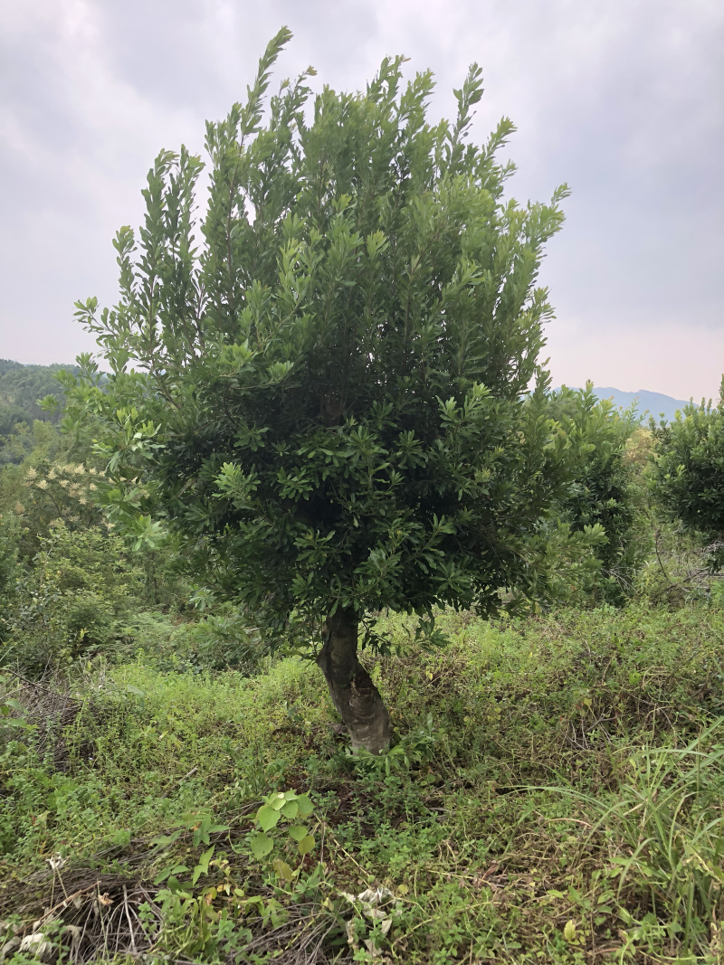 杨梅树20-30公分