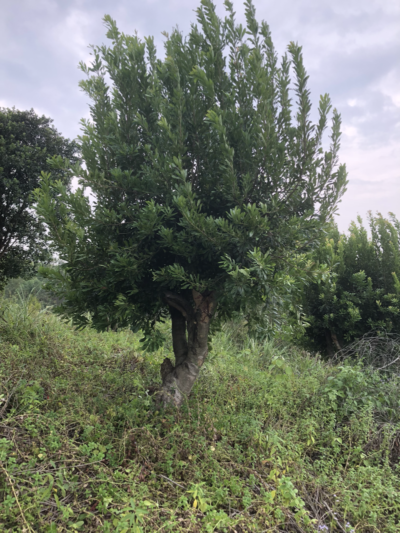 杨梅树20-30公分