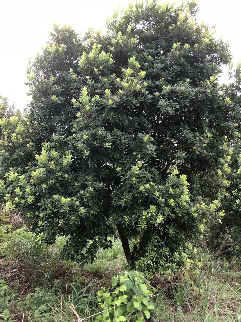 杨梅树20-30公分