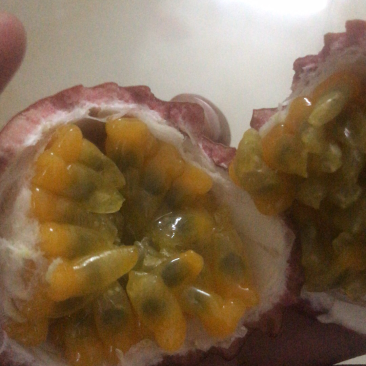 紫色百香果