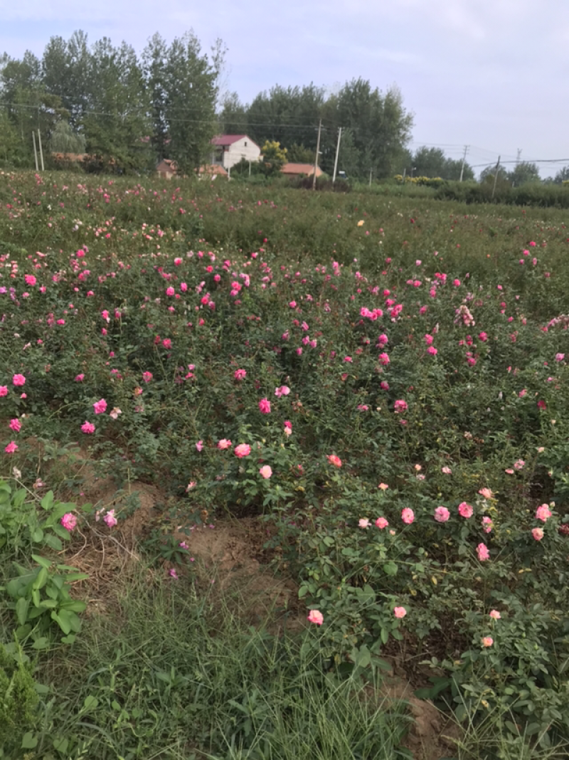 大花月季免费包邮红帽月季基地直销规格齐全提供发票