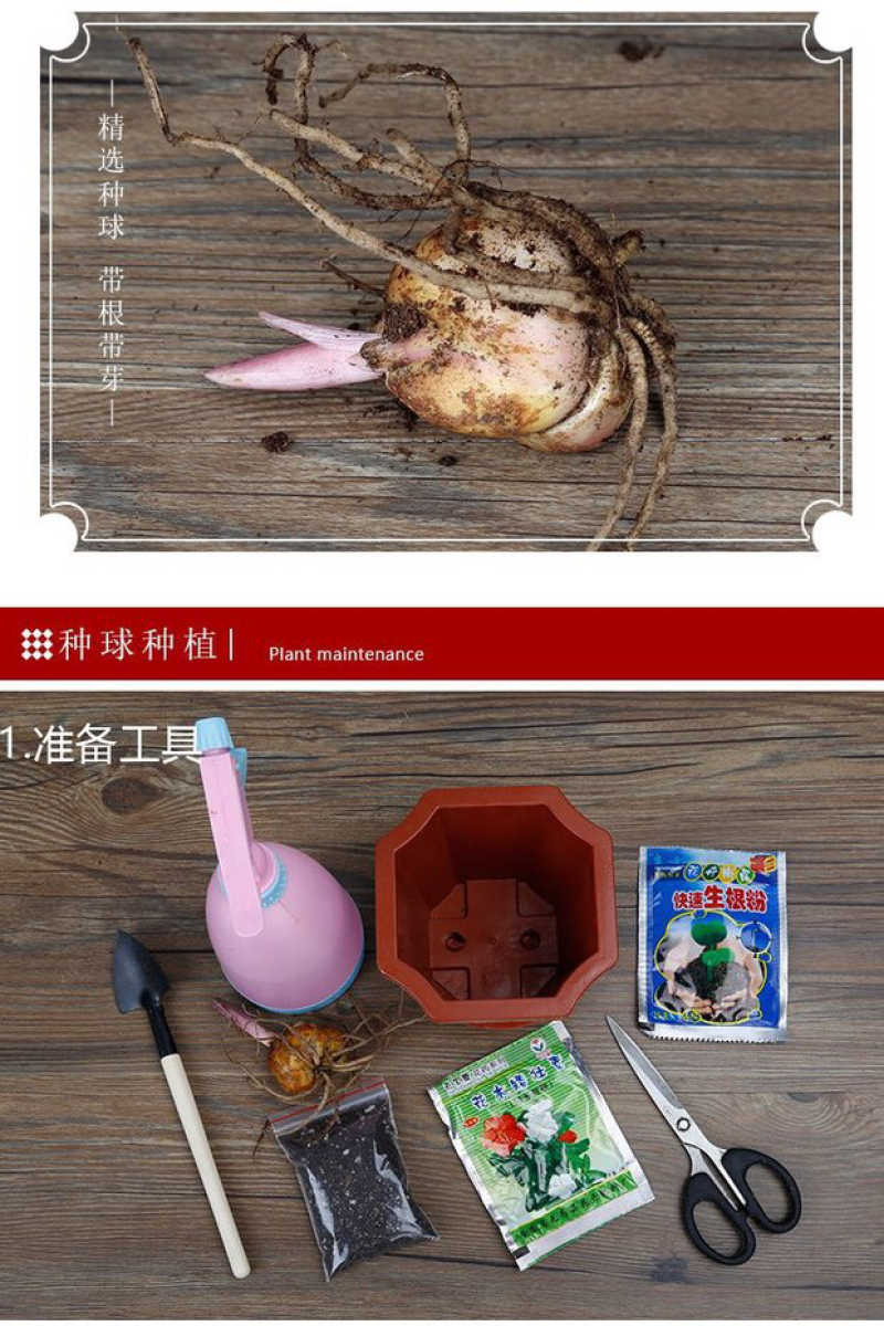 进口百合球根种球麝香百合种球亚洲百合食用百合种球阳